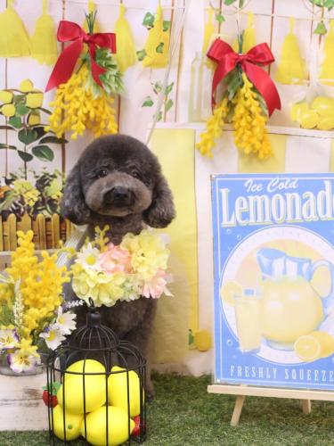 20240417chipieちゃん